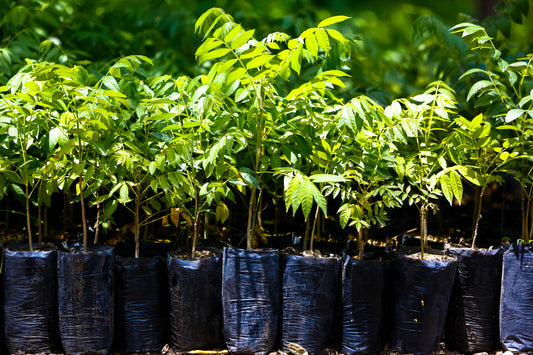 We Plant Trees!