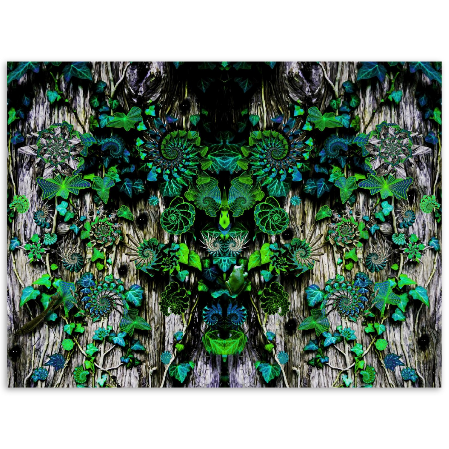 Edera Parlante (Print)