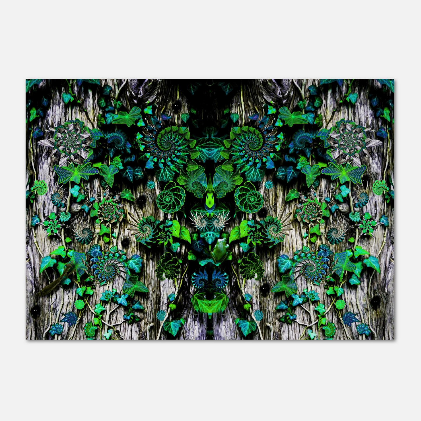 Edera Parlante (Print)